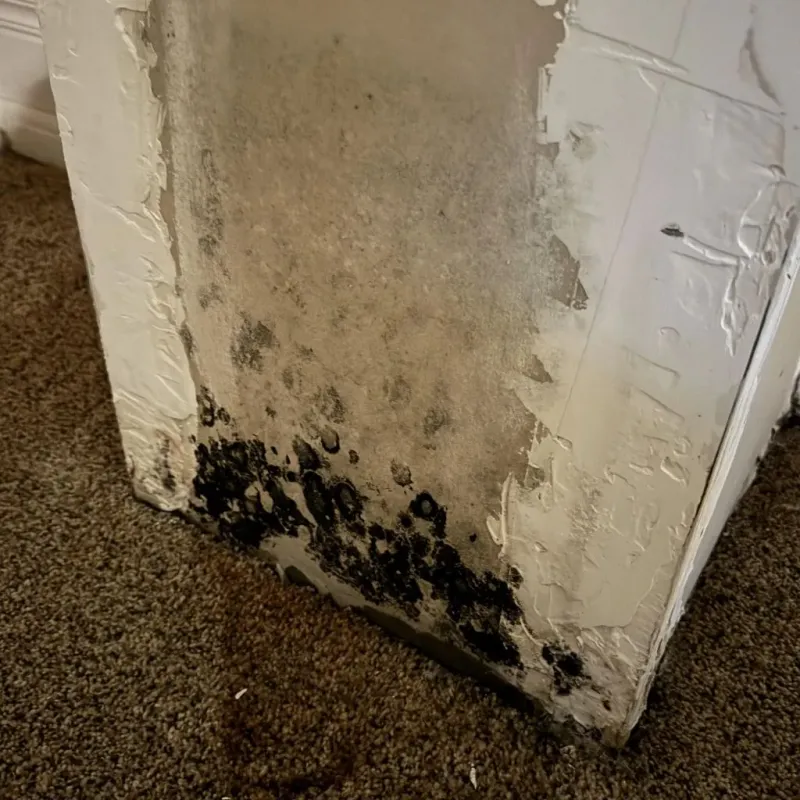 Professional Mold Removal in City of Martinsville, VA